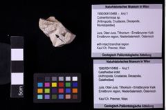 Foto (Objekt + Etiketten) von Culmenformosa sp. (NHMW-GEO-1990-0041-0468)